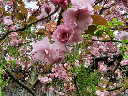 Hochzeit - Umgebung: am Land - Ostbayern - Blick vom französischen Gartenzimmer auf die Kirschblüte - Der Malerhof