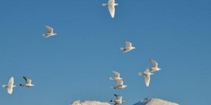 Hochzeit - Umgebung: in den Bergen - Absam - unsere weißen Hochzeitstauben

gerne kommen wir mit unseren Tauben auch zu Ihrer Hochzeit! Bitte kontaktieren Sie uns! - Postkutscherhof Axams