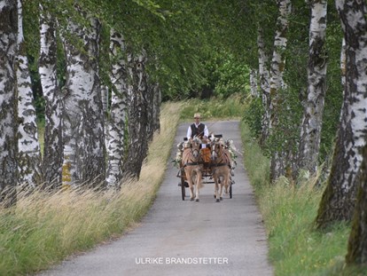 Hochzeit - Umgebung: am Land - Oberösterreich - mit der Kutsche durch die Birkenallee - Vedahof - Gramastetten