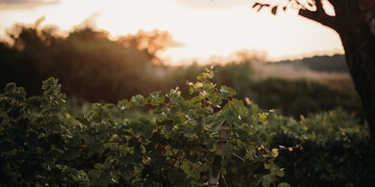 Hochzeit - Umgebung: am Land - Burgenland - Während langsam die Sonne über dem Weingut Leo HILLINGER untergeht wird im Inneren fleißig gefeiert. - WEINGUT LEO HILLINGER
