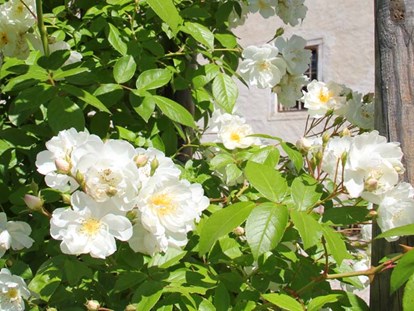 Hochzeit - Art der Location: Schloss - Schildorn - Im Sommer blühen an den historischen Apfelbäumen duftende weiße Kletterrosen. - Landschloss Parz