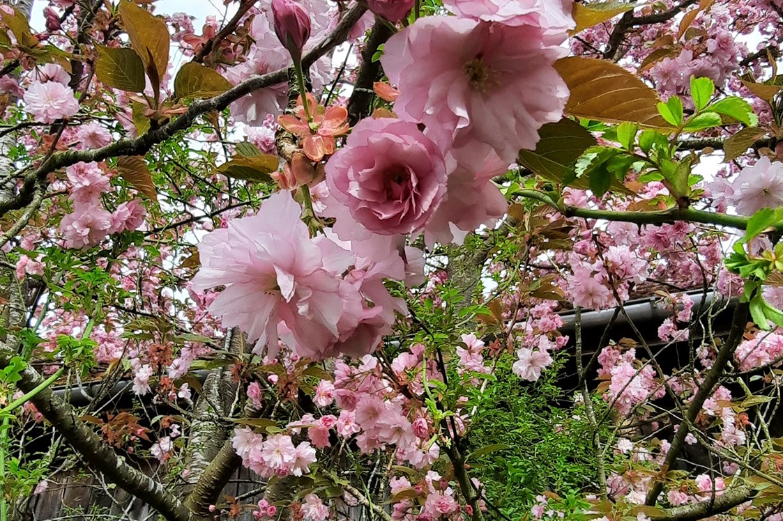 Hochzeit: Blick vom französischen Gartenzimmer auf die Kirschblüte - Der Malerhof