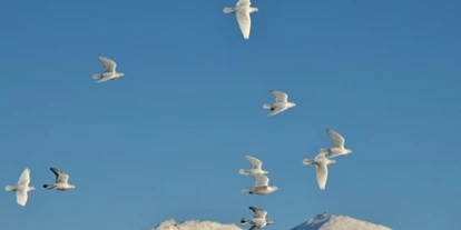 Mariage - Parkplatz: kostenlos - Tyrol - unsere weißen Hochzeitstauben

gerne kommen wir mit unseren Tauben auch zu Ihrer Hochzeit! Bitte kontaktieren Sie uns! - Postkutscherhof Axams