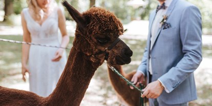 Hochzeit - Hunde erlaubt - Schauersberg - Brautpaar mit Alpakas - Kursaal und Gästezentrum Bad Hall