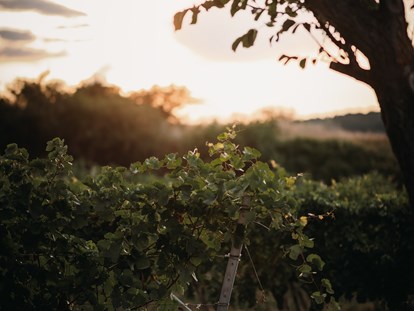 Hochzeit - Art der Location: Weingut/Heuriger - Während langsam die Sonne über dem Weingut Leo HILLINGER untergeht wird im Inneren fleißig gefeiert. - WEINGUT LEO HILLINGER