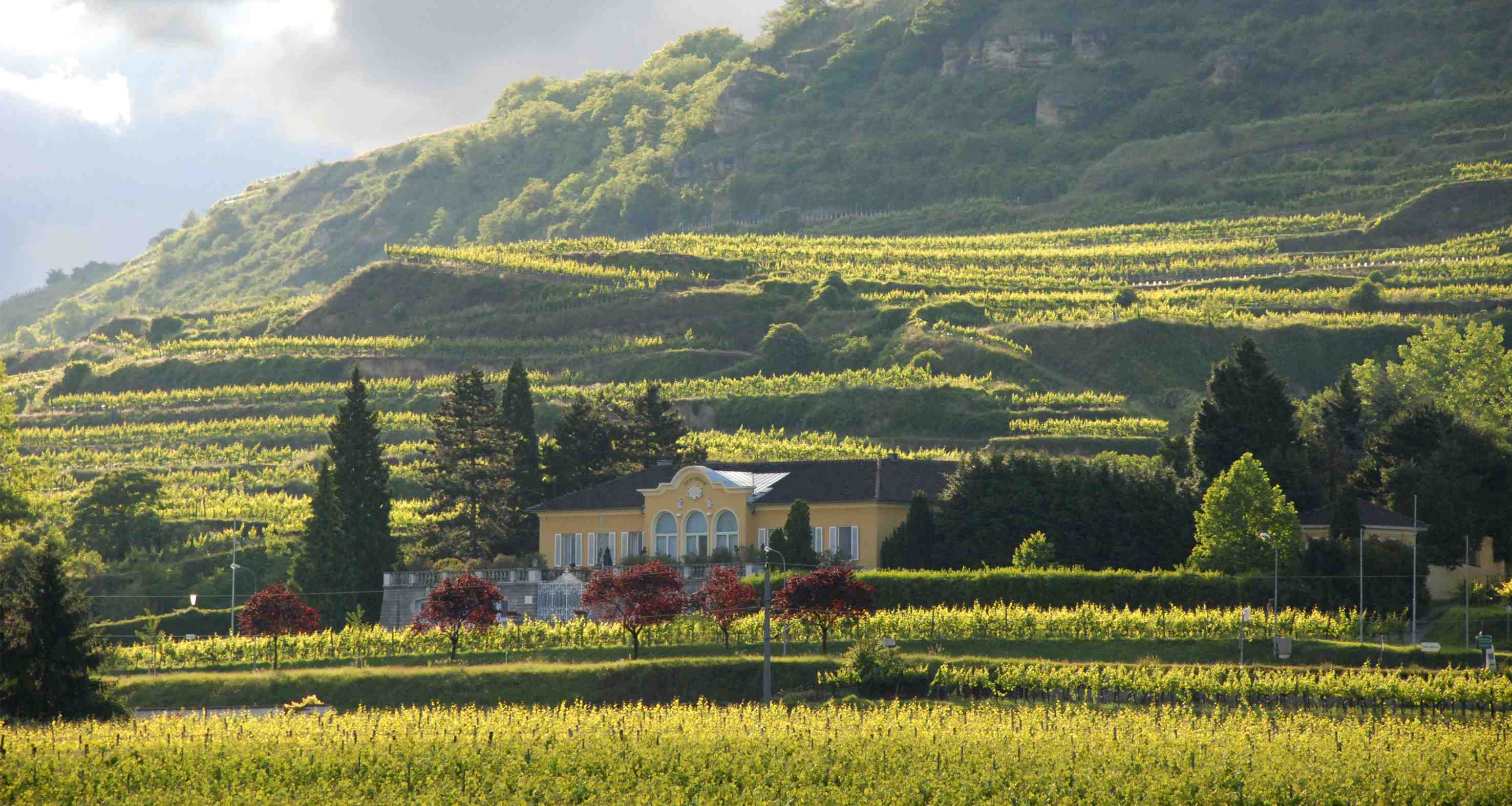 Location per matrimoni - Vitikultur MOSER