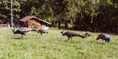 Hochzeit - Hunde erlaubt - Bayern - Und Pfauen wohnen auch noch hier  - Bergpension Maroldhof