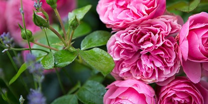 Hochzeit - Standesamt - Oberösterreich - Historische Rosen im Renaissance-Garten. - Landschloss Parz