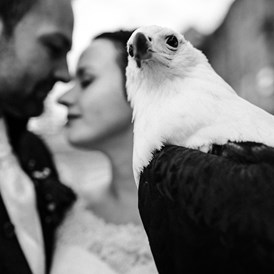 Hochzeit: Auch außergewöhnliche Fotoshootings mit den Greifvögeln der Burg sind möglich. - Heiraten auf Burg Guttenberg
