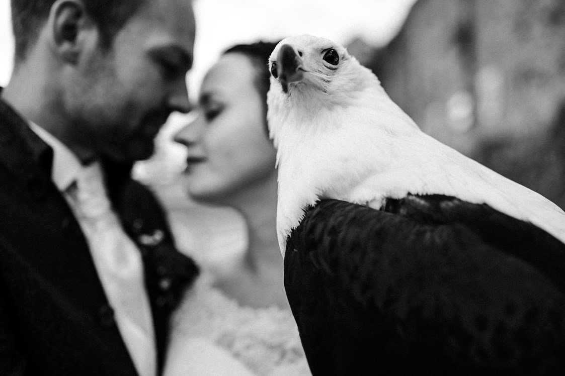Hochzeit: Auch außergewöhnliche Fotoshootings mit den Greifvögeln der Burg sind möglich. - Heiraten auf Schloss Horneck / Eventscheune 