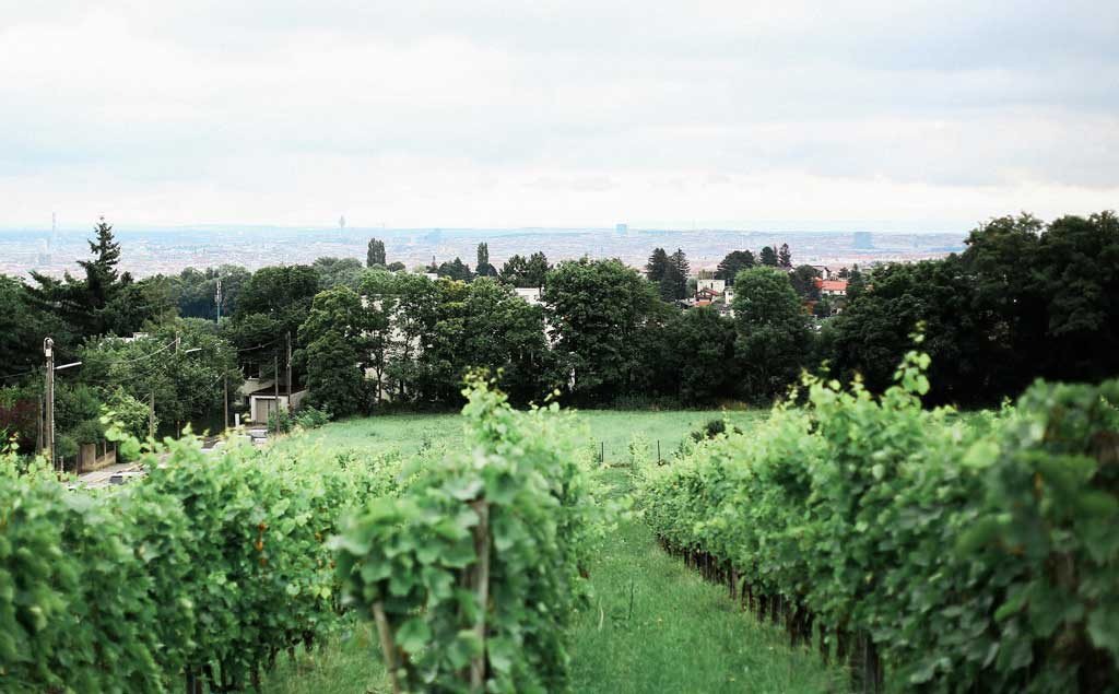 Matrimonio - Wien-Stadt - Unvergessliche Hochzeitsmomente inmitten der Wiener Weinberge am Heuberg. - Buschenschank Stippert