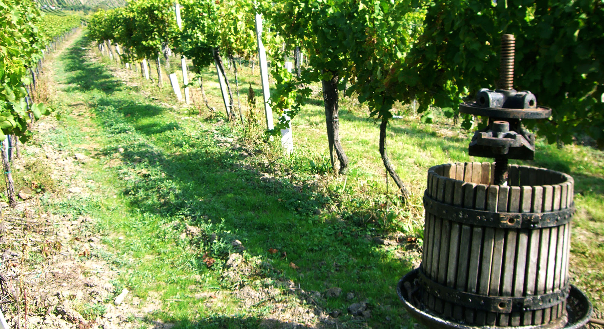 Bruiloft - Wien-Stadt Floridsdorf - Weingärten hinter dem Haus - Heuriger Wolff