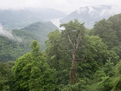 Wedding - Pottenbrunn - Blick von der Burgruine auf die Donau. - Burgruine Aggstein