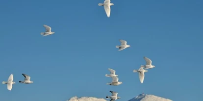 Wedding - Seefeld in Tirol - unsere weißen Hochzeitstauben
gerne kommen wir mit unseren Tauben auch zu Ihrer Hochzeit! Bitte kontaktieren Sie uns! - Postkutscherhof Axams