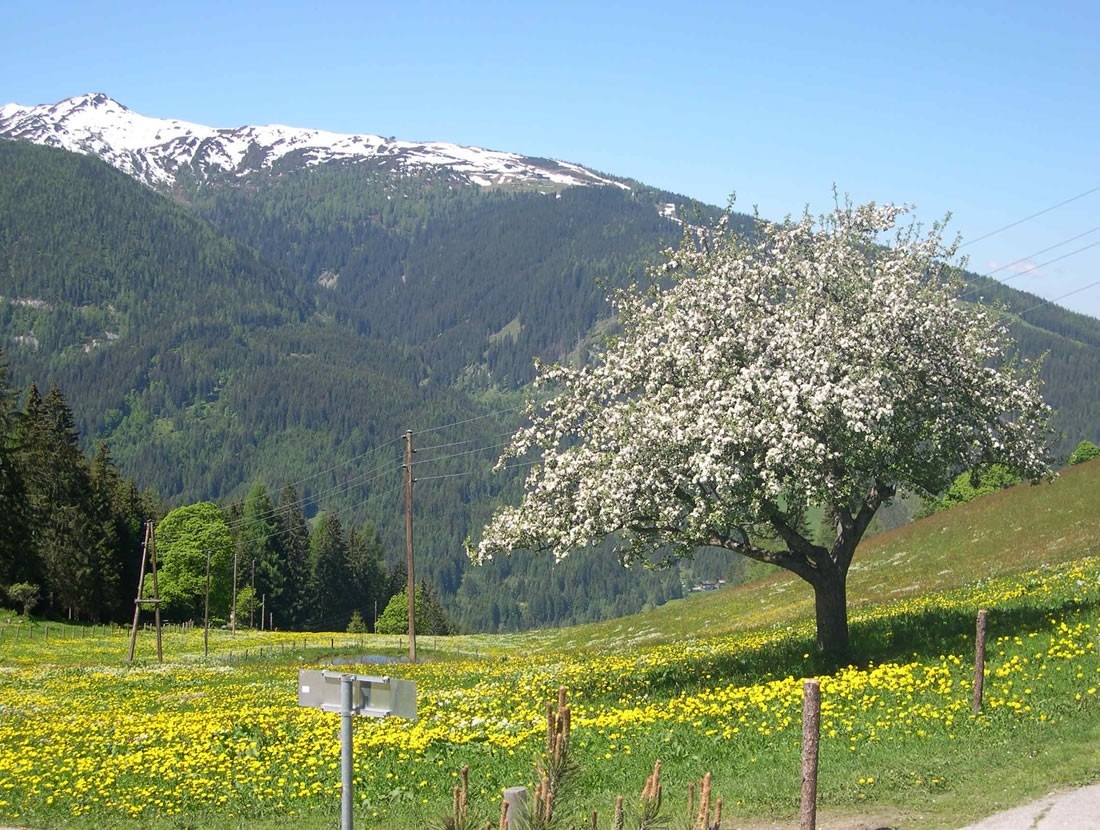 Hochzeit - PLZ 5541 (Österreich) - Sattelbauer Alm