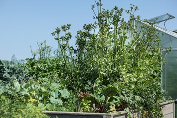 Hochzeit: Salat und Gemüse aus dem eigenen Garten - Panorama Hotel Leidingerhof 