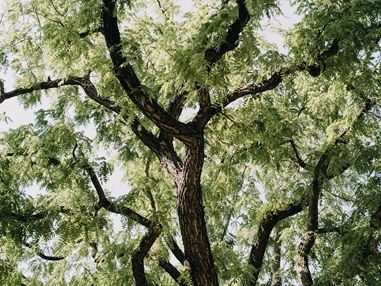 Hochzeitslocation: Schlosscafé Köpenick