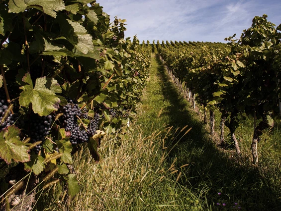 Hochzeitslocation: Burg Schaubeck - Weingut Graf Adelmann Weinberge - Burg Schaubeck - Weingut Graf Adelmann