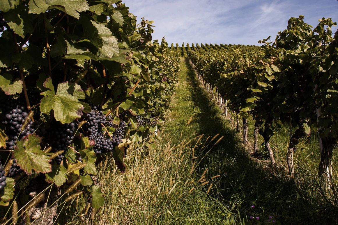 Hochzeitslocation: Burg Schaubeck - Weingut Graf Adelmann Weinberge - Burg Schaubeck - Weingut Graf Adelmann
