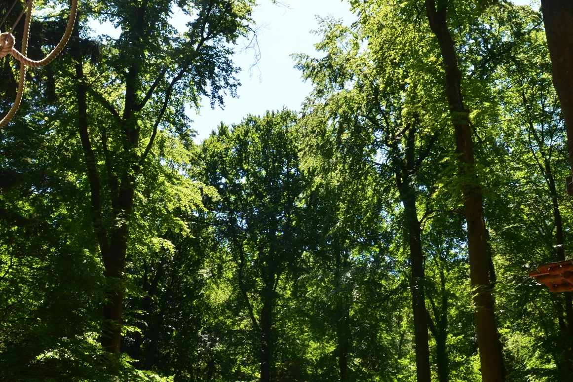 Hochzeitslocation: Waldgut Vordereifel