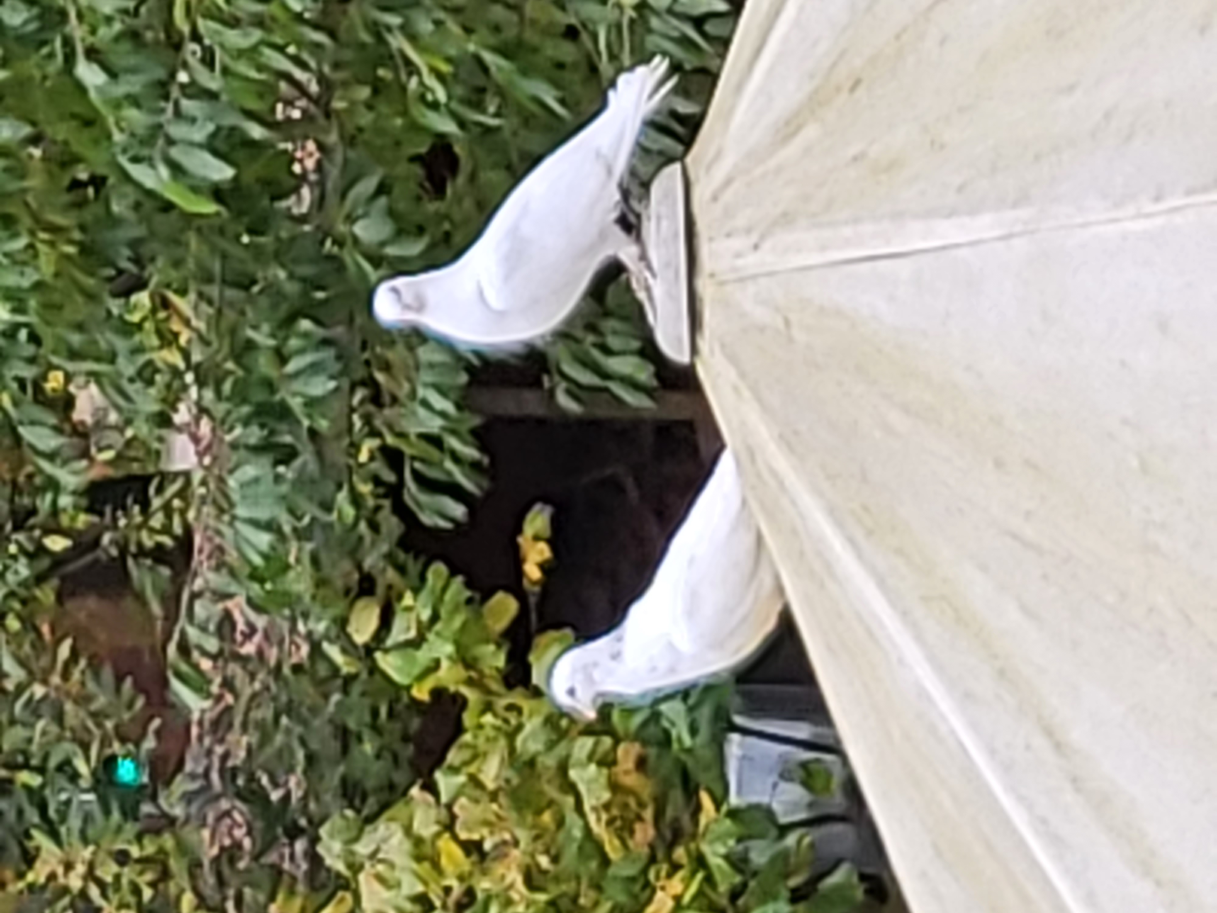 Hochzeit: Kristal Events Bad Münder