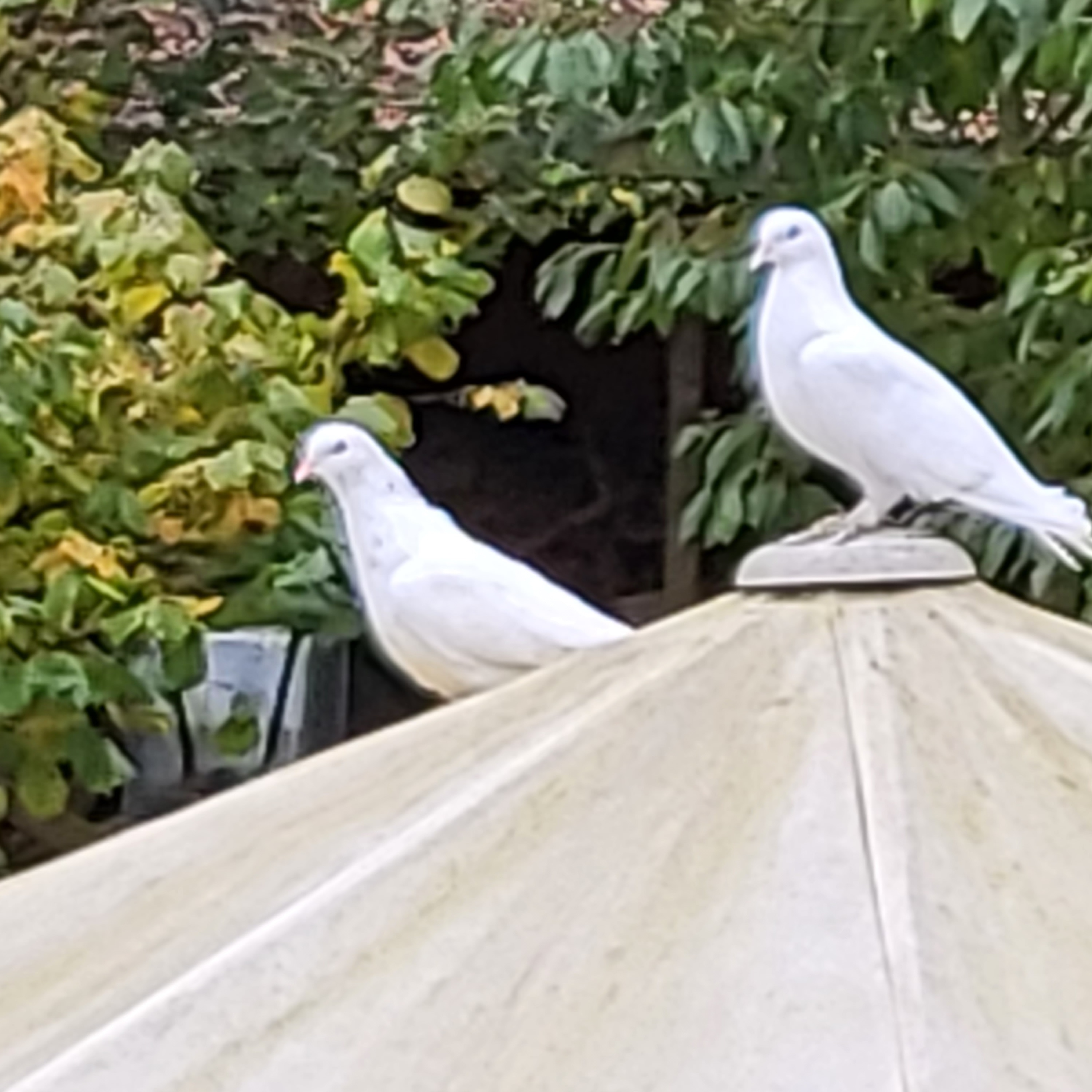 Hochzeit: Kristal Events Bad Münder