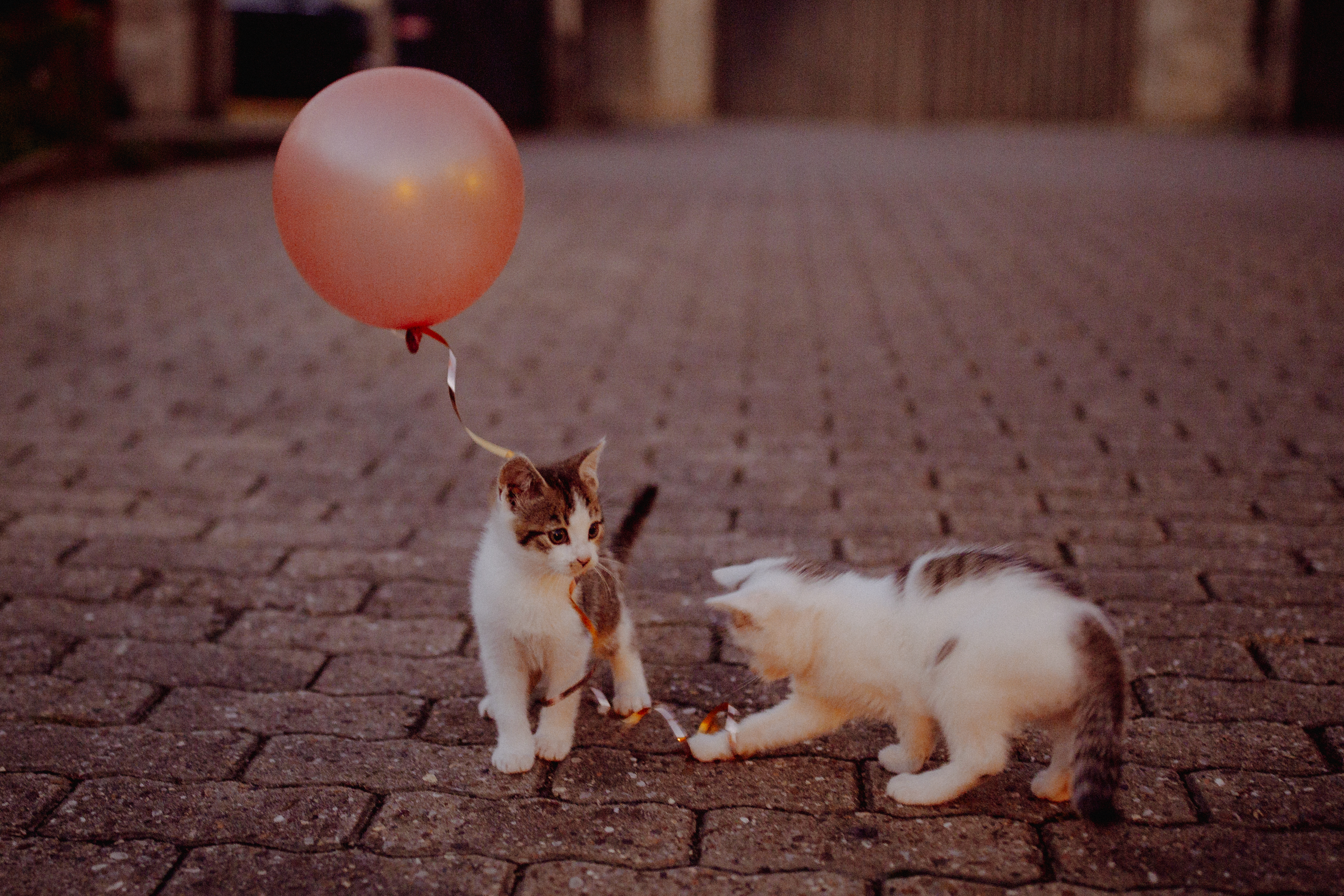 Hochzeitslocation: FestStall am Wendelinshof