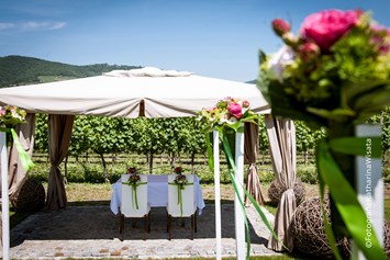 Hochzeit: Eine Standesamtliche Trauung im Weingarten des Weingut Holzapfel Prandtauerhof in Niederösterreich. - Weingut Holzapfel Prandtauerhof