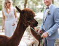 Hochzeit: Brautpaar mit Alpakas - Kursaal und Gästezentrum Bad Hall