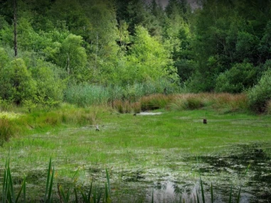 Hochzeitslocation: Moorfläche ca. 1km entfernt - Verwunschener See südlich von Hannover-Nähe Marienburg