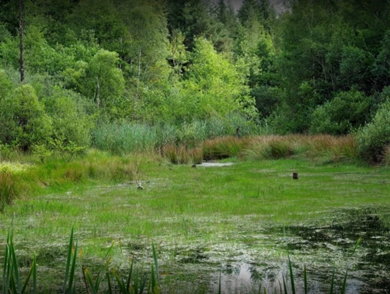 Hochzeitslocation: Moorfläche ca. 1km entfernt - Verwunschener See südlich von Hannover-Nähe Marienburg