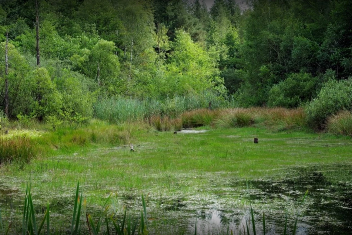 Hochzeitslocation: Moorfläche ca. 1km entfernt - Verwunschener See südlich von Hannover-Nähe Marienburg