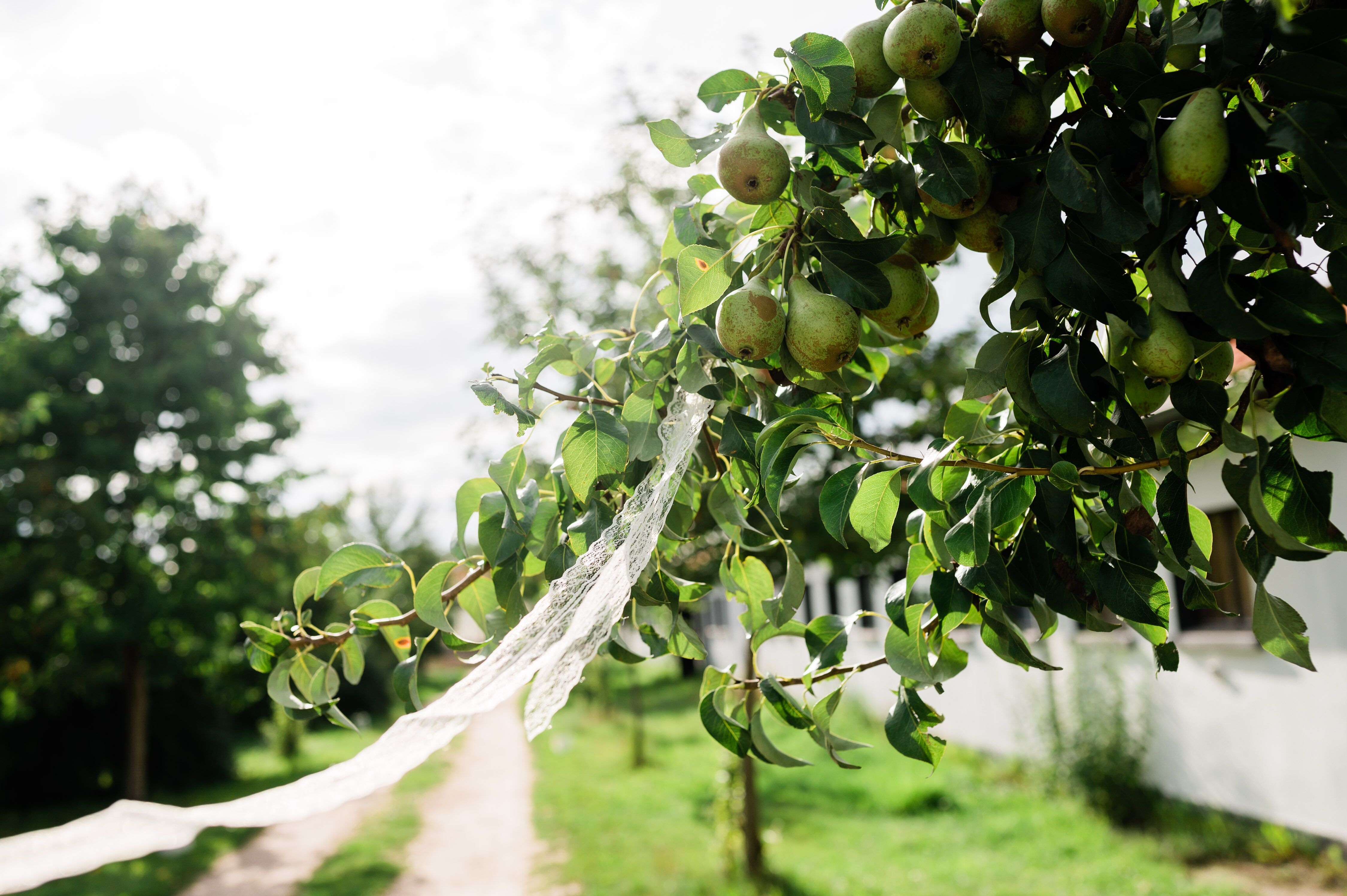Hochzeitslocation: Weg zur Scheune - Gut Sarnow - Ihre Hochzeitslocation