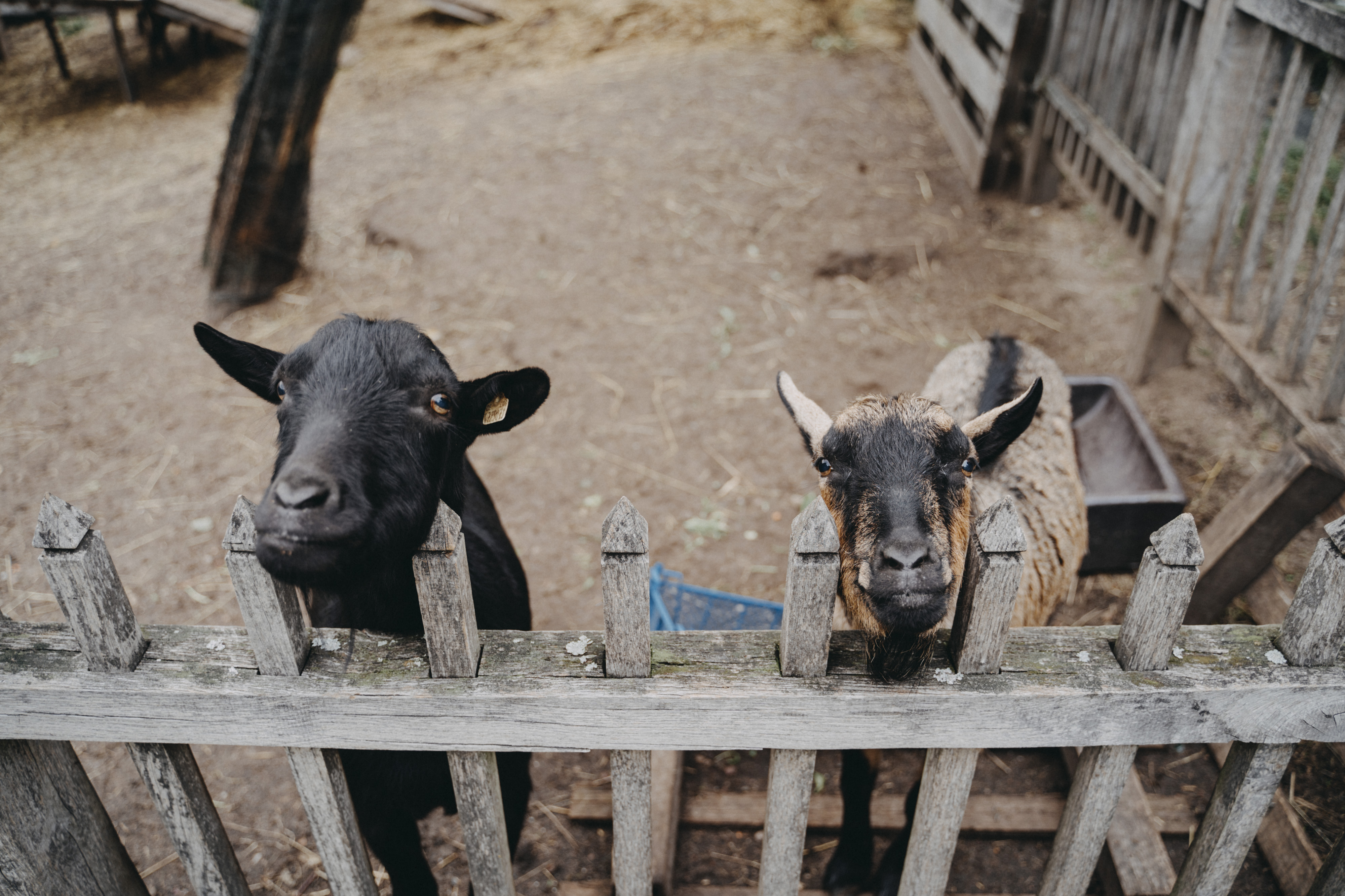 Hochzeit: Bergschlösschen Buckow