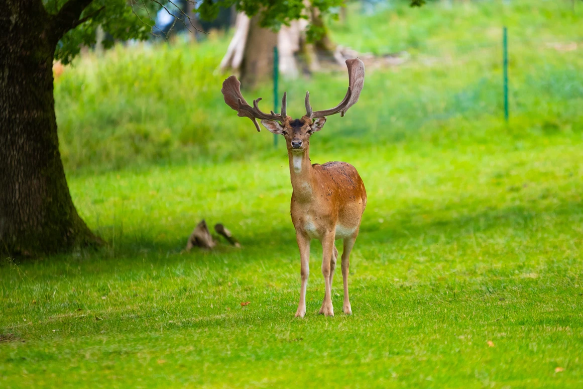 Hochzeitslocation: Schloss Sighartstein