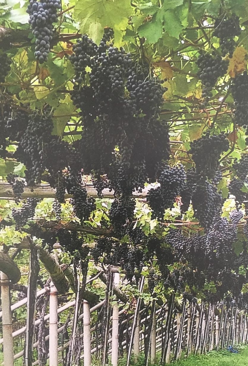 Hochzeit: Schloss Wangen Bellermont