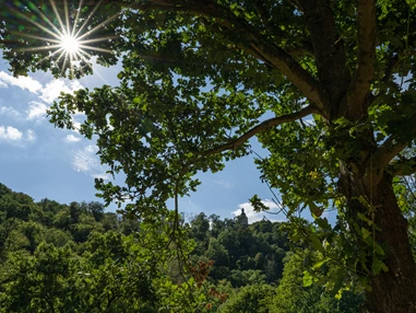 Hochzeitslocation: Blick zur Burg Falkenstein - Thalmühle Meisdorf
