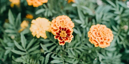 Hochzeit - Werneuchen - Neu Helgoland