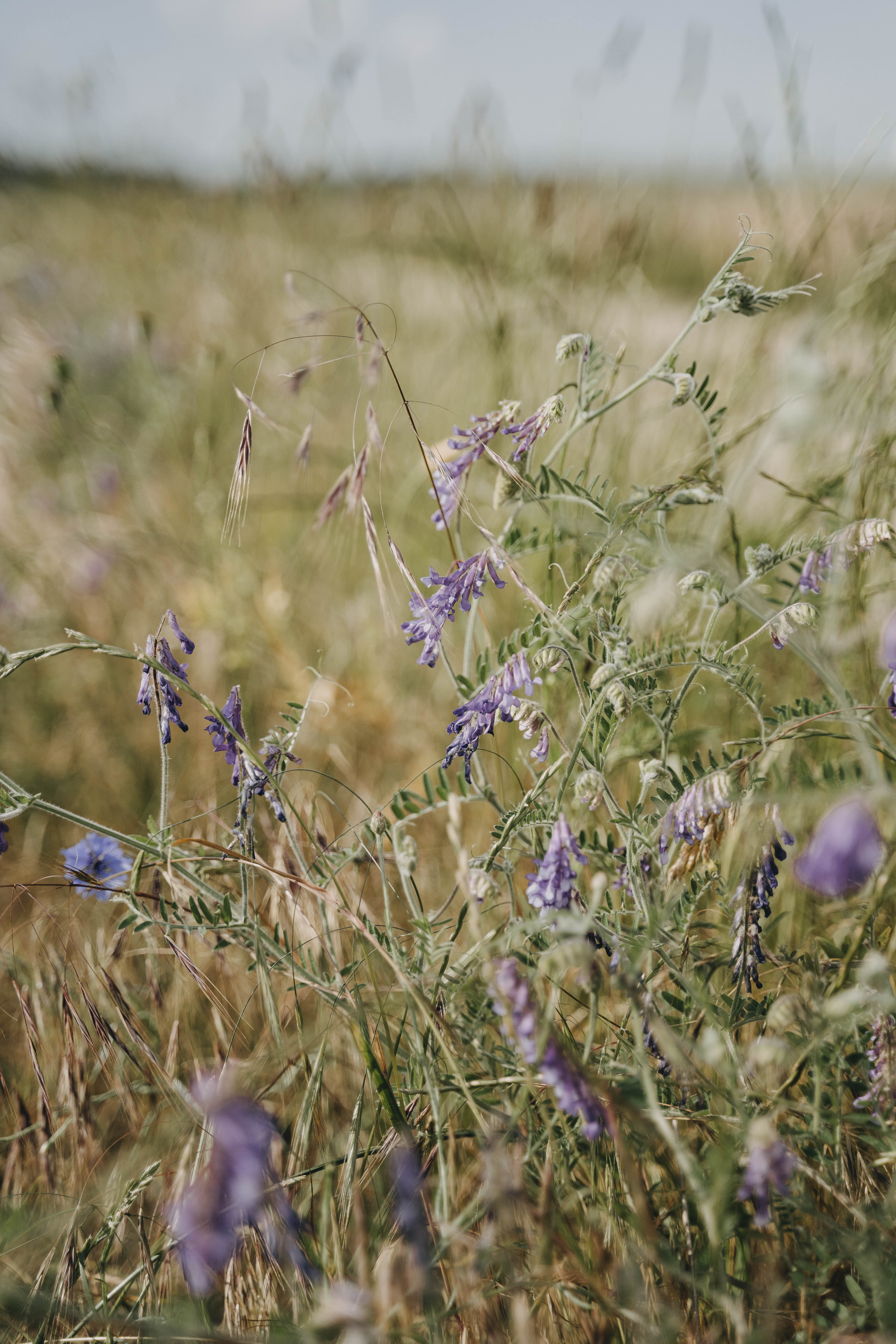 Hochzeitslocation: Die umliegenden Felder bietet tolle Fotomotive für eure Hochzeitsfotos. - Gartenglück Wegendorf