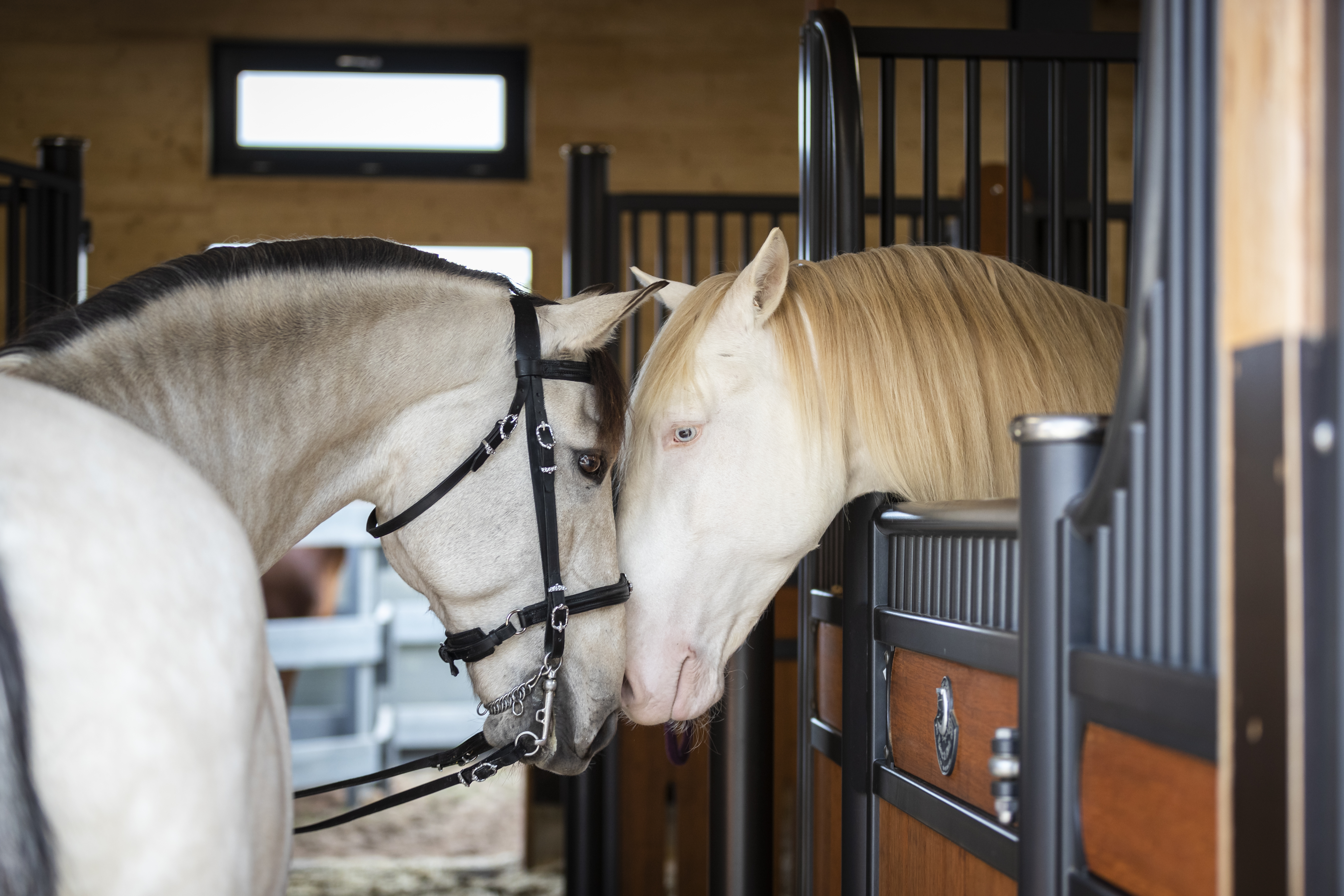 Hochzeitslocation: Lusitanos - Schloss Falkenhaus
