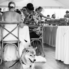 Hochzeit: Feiert eure Hochzeit in einem Hochzeitszelt im Hotel Seepark-Weiden im Nordburgenland. - Strandbar im Seepark Weiden