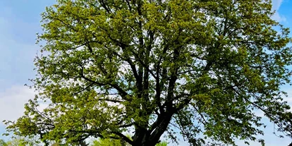Bruiloft - Ratingen - Auch freie Trauungen sind in unserem Bauerngarten möglich. - XS Events im Weidehof Leichlingen