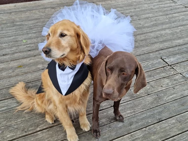 Hochzeit: Wohlerzogene Hunde erlaubt  - Spreeparadies