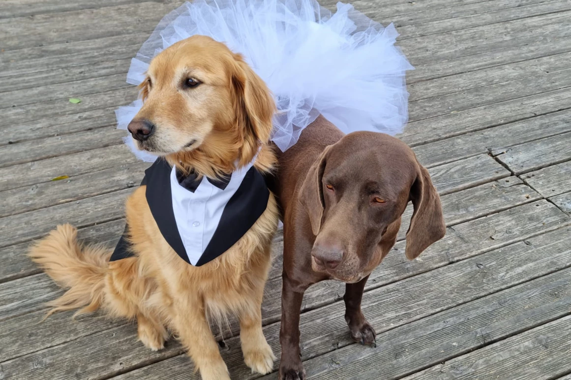 Hochzeit: Wohlerzogene Hunde erlaubt  - Spreeparadies