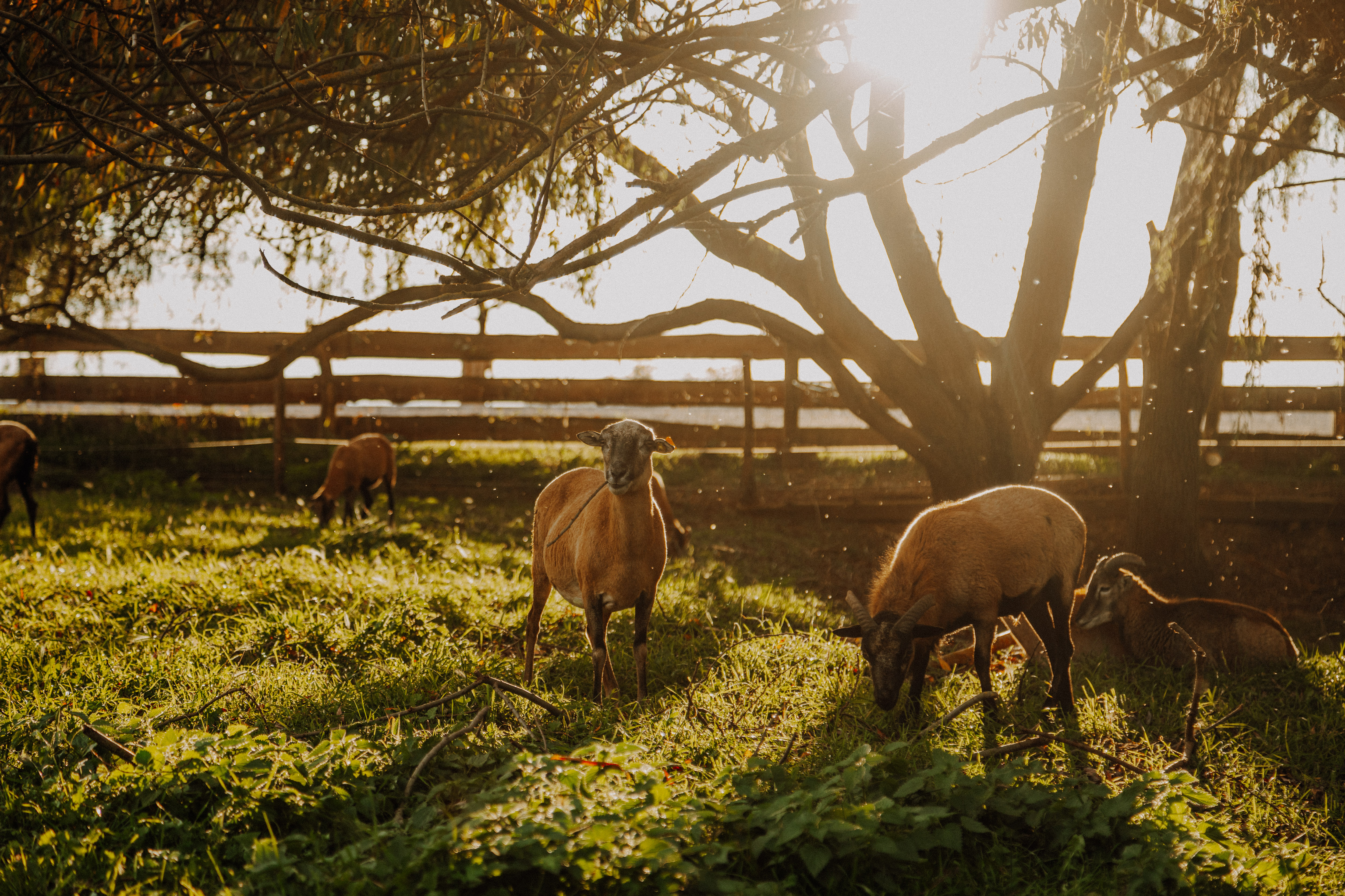 Hochzeitslocation: Rittergut Positz