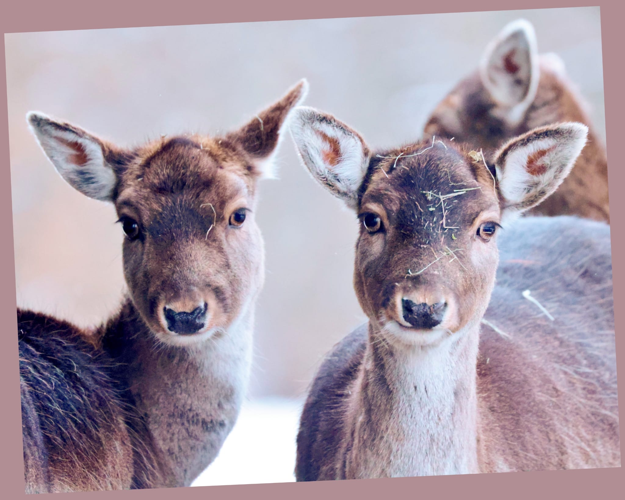 Hochzeitslocation: Unsere Hirsche und unsere schwarzen Schwäne freuen sich über Besucher. - Hotel Restaurant Bibermühle