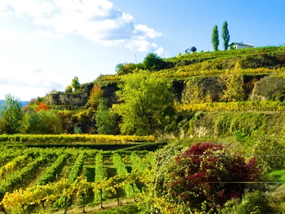 Wedding - Pottenbrunn - Weingut Moser Hermann