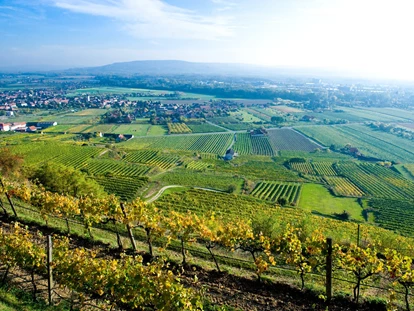 Wedding - Pottenbrunn - Weingut Moser Hermann