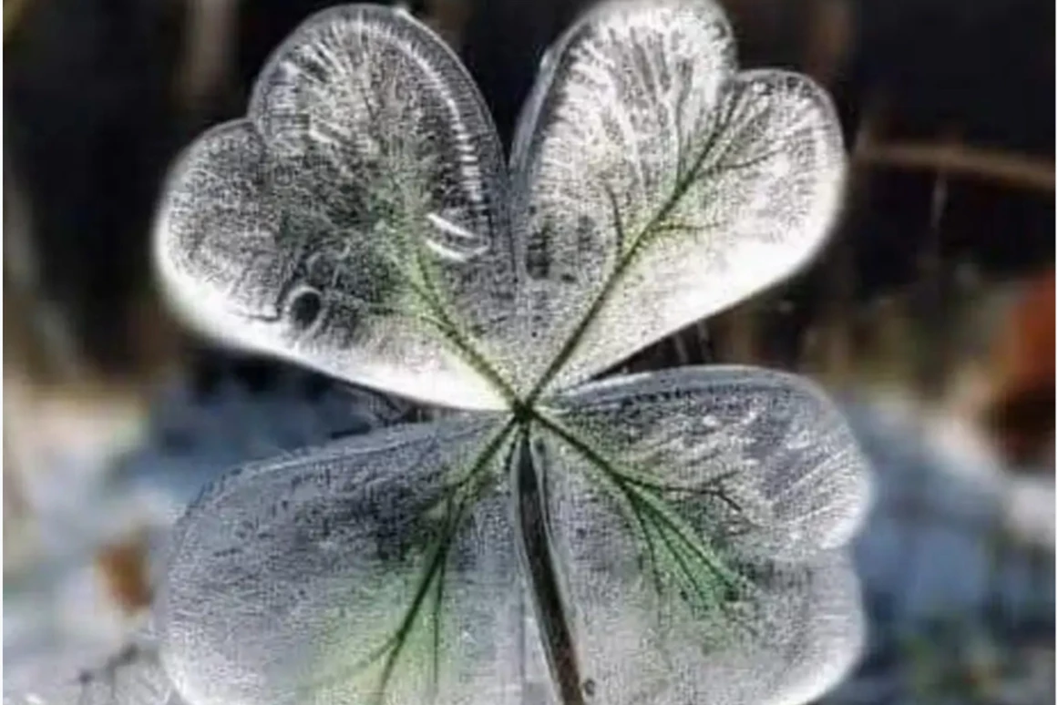 Hochzeitslocation: PATRIX Hotel | Restaurant | Bar
Winterhochzeit - Glücksbringer - 4-blättriges Kleeblatt in Eis - PATRIX Hotel | Restaurant | Bar