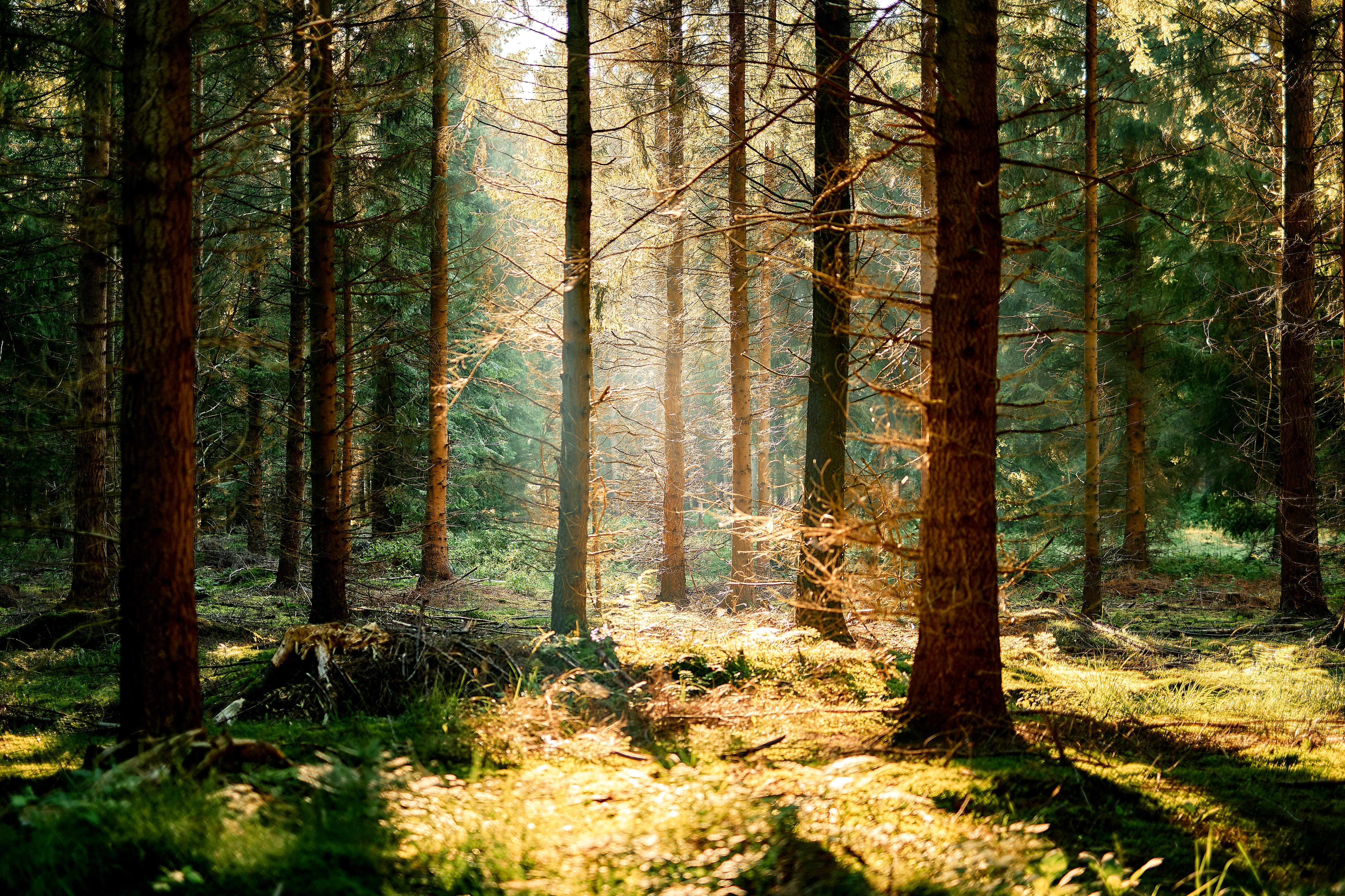 Hochzeitslocation: Forsthaus Gödens